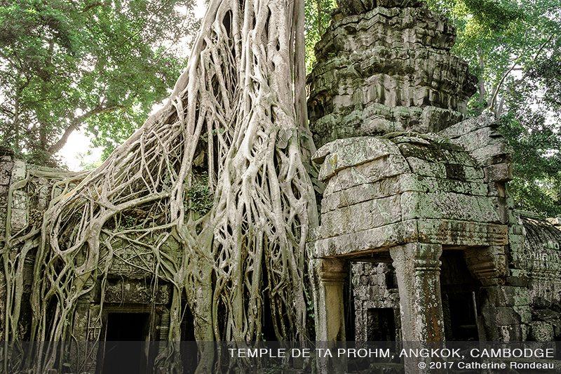 ancien temple de pierre envahi par la jungle et des racines géantes d'un arbre