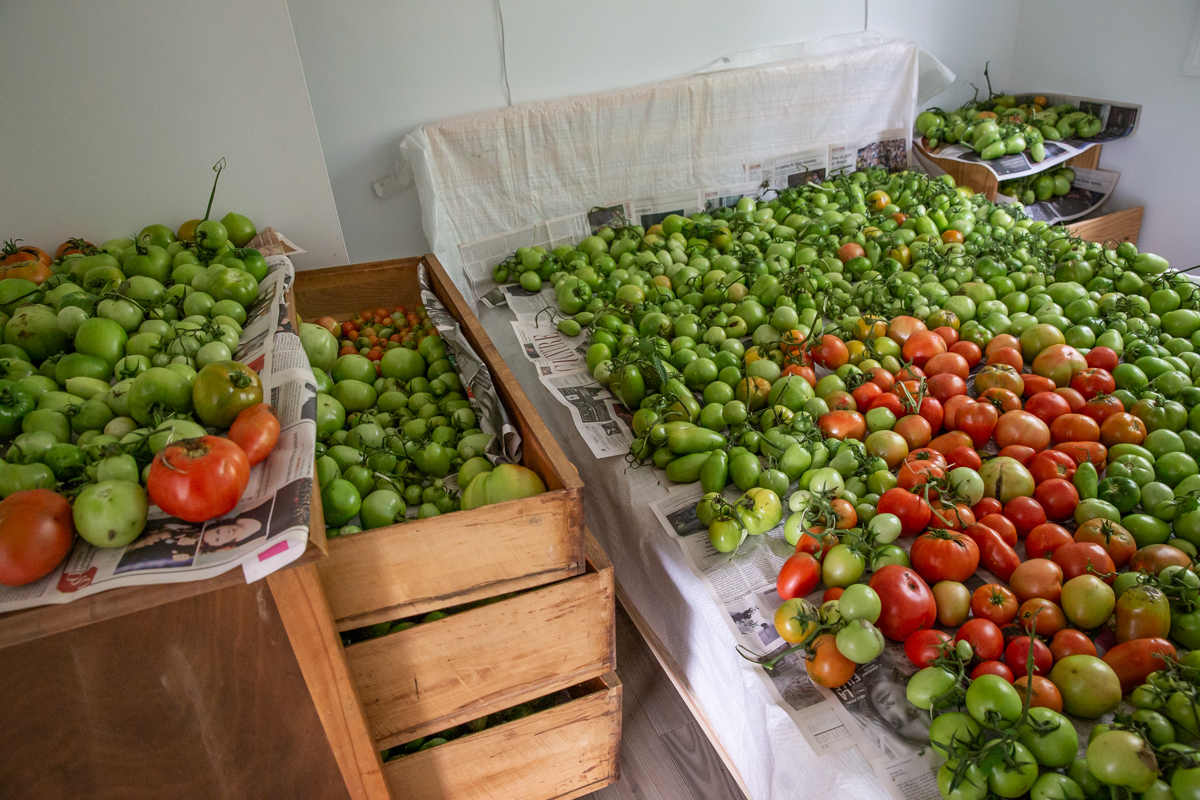 catherine-rondeau-photographe-recolte-tomates