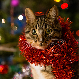 chat avec guirlande de Noël autour du cou