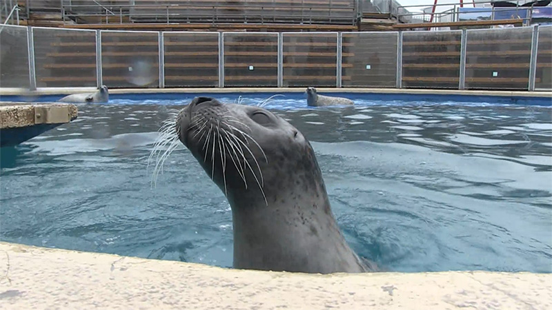 photo de la tête d'un phoque dans une piscine