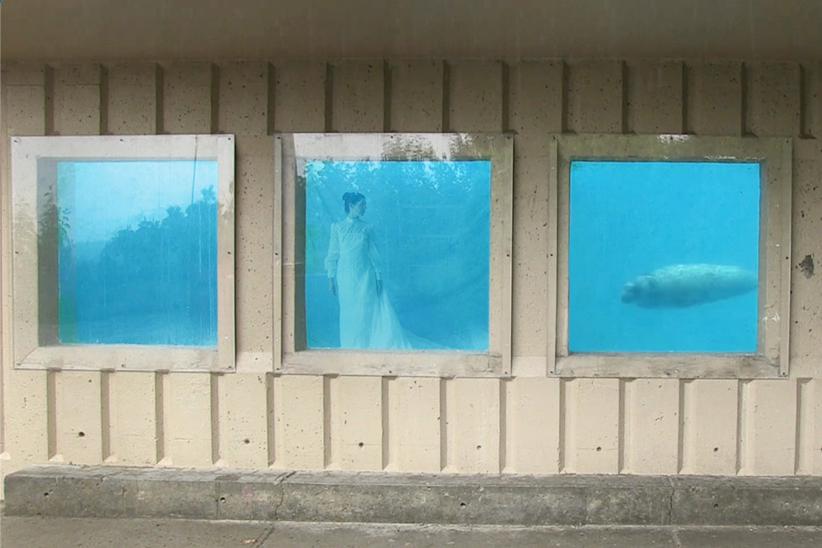 screenshot of a video showing windows of an aquarium with a seal and a woman underwater