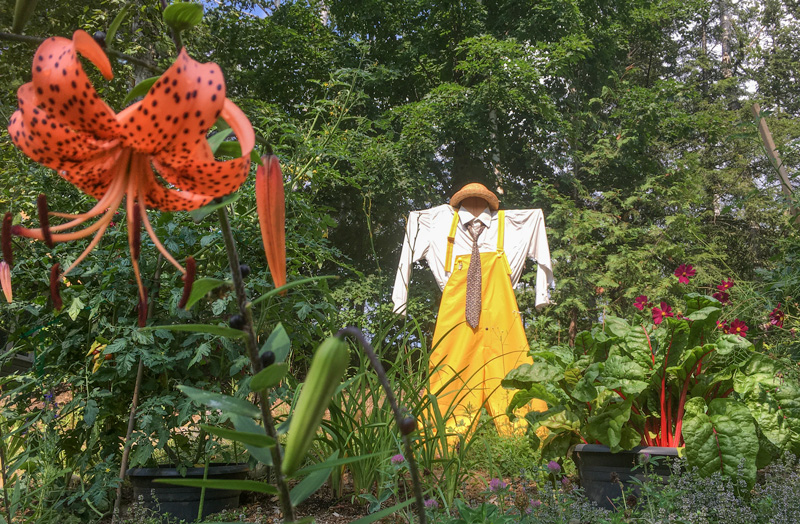 photo of a scarecrow in a flower garden