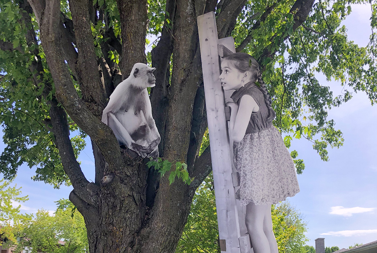 photo d'un singe dans un arbre devant une fillette dans une échelle